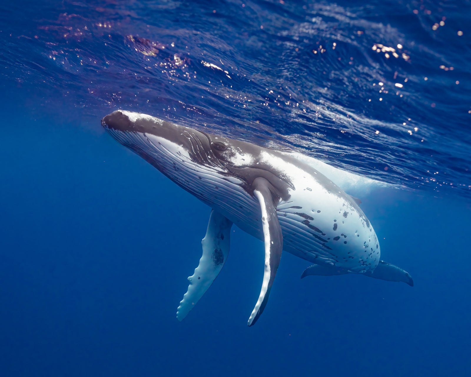 Rorqual à bosse - cadre rond en bois massif (24 pouces)