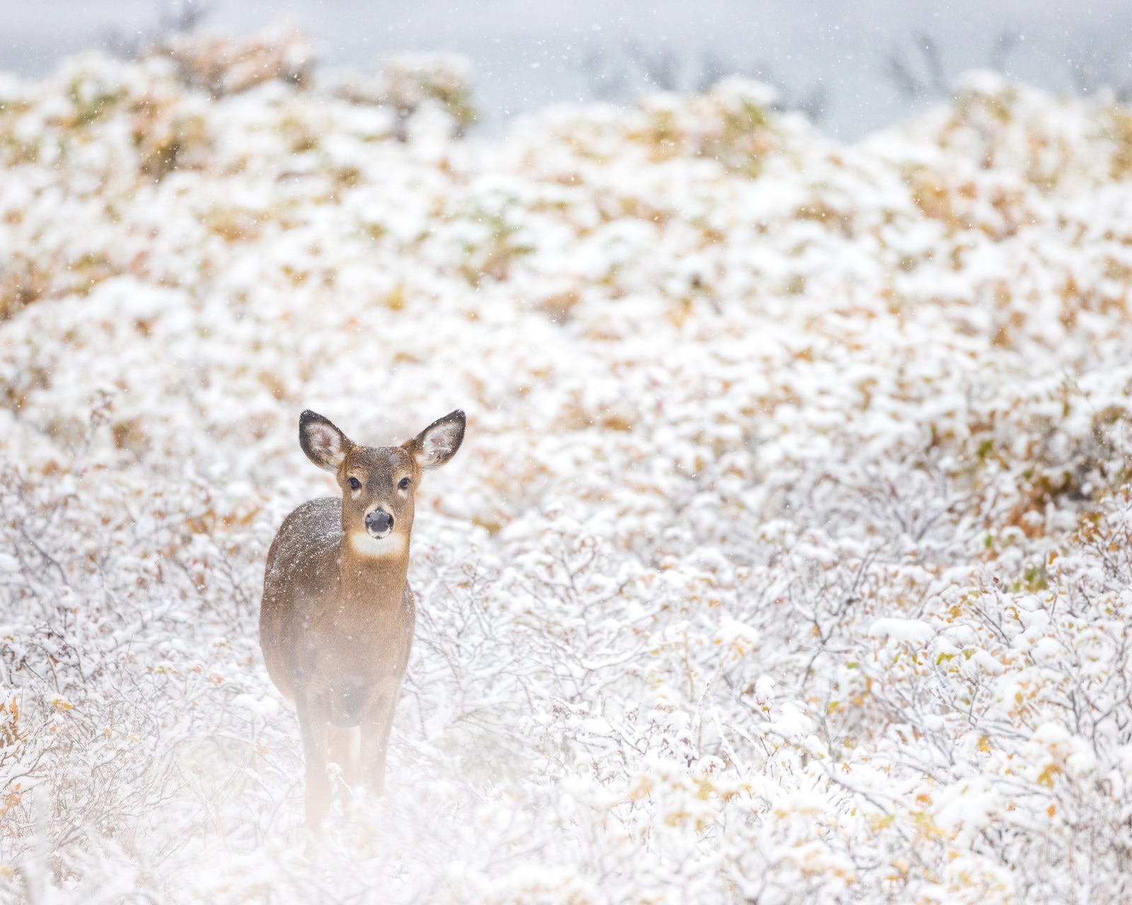 Curious under the snow