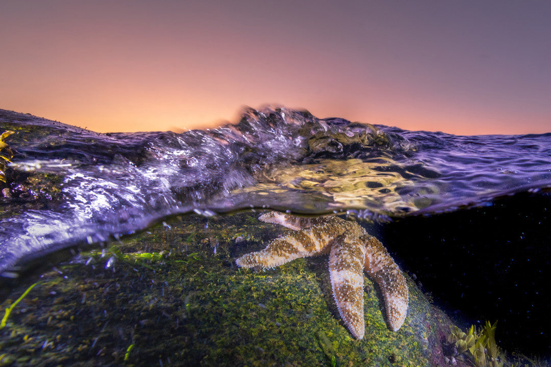 Étoile de mer et mouvement des vagues