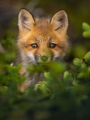 Fox cub in the conifers