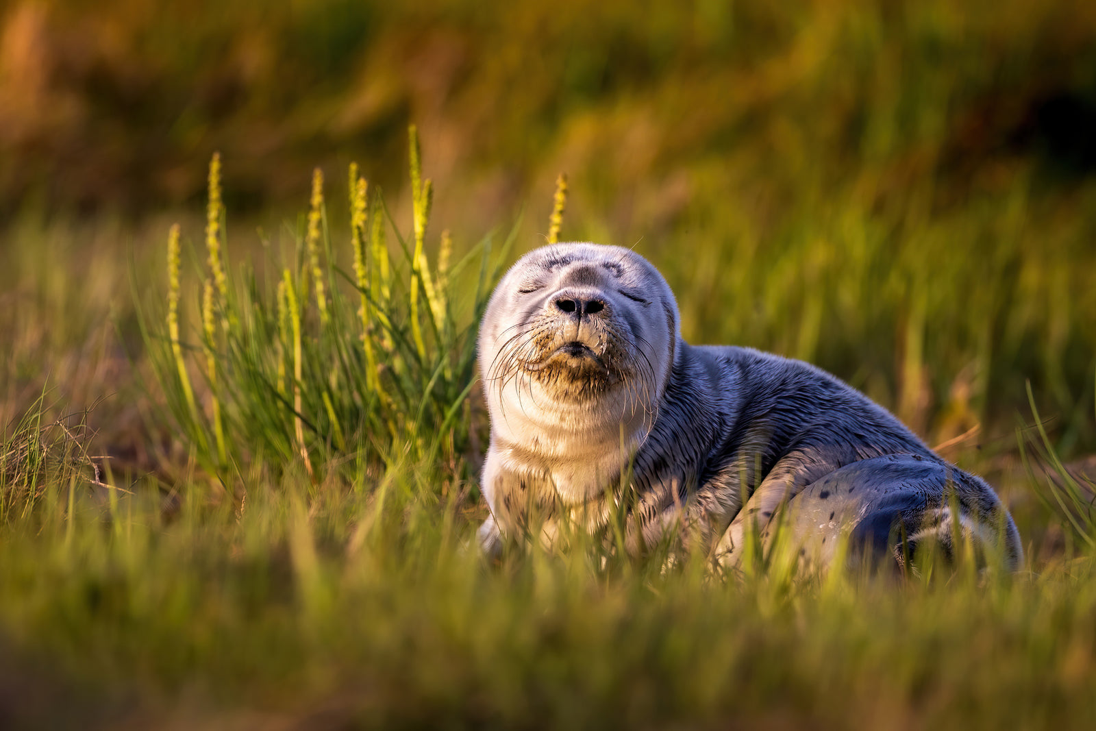 Sunbathing in the grass