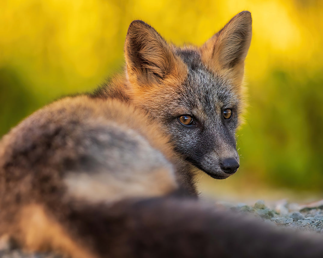 Beau regard