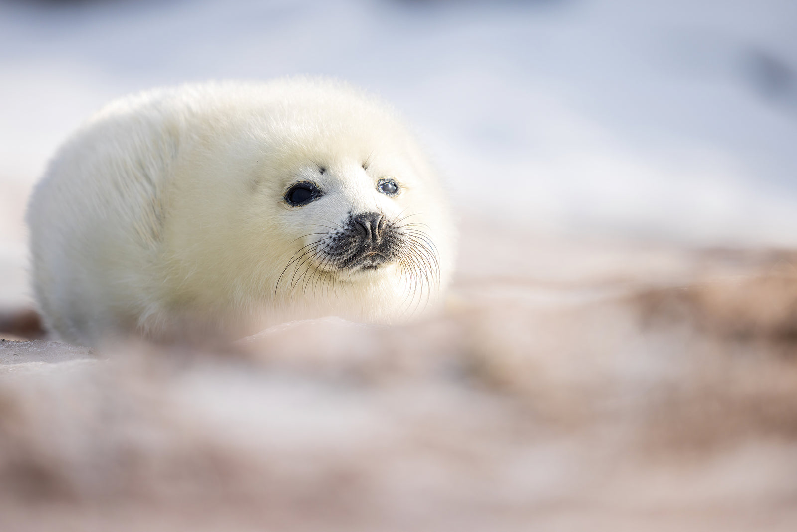 In the sun, on the beach