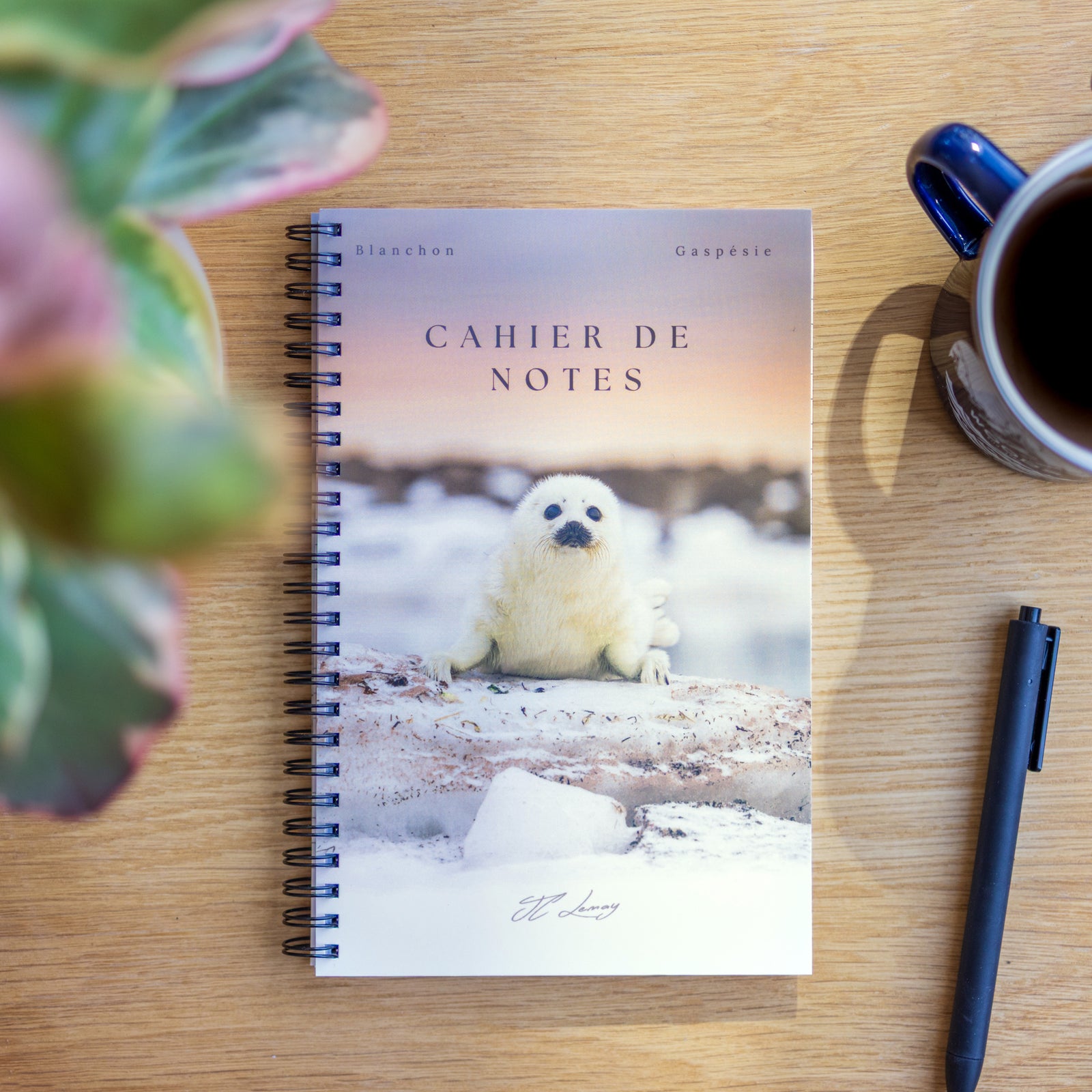 Harp seal pup - Notebook
