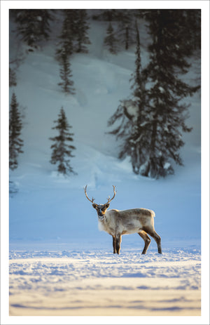 Caribou sur le lac - Carte de souhaits