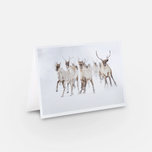 Ensemble de cartes de souhaits (5) - Hiver
