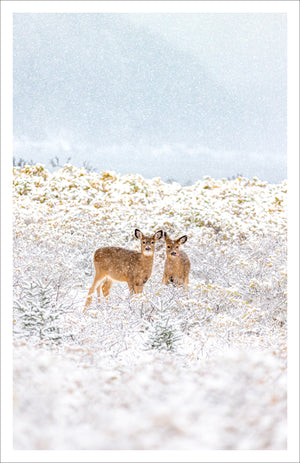 Duo de jeunes cerfs - Carte de souhaits