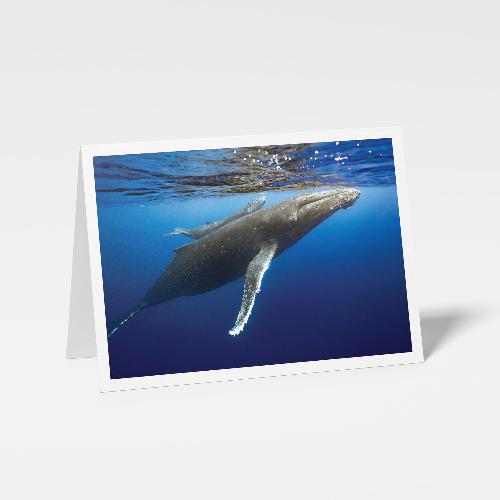 Peek-a-Boo - Greeting Card