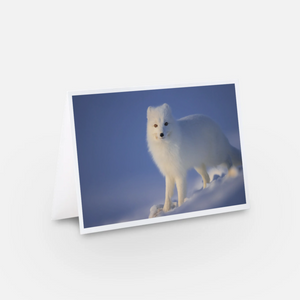 Ensemble de cartes de souhaits (5) - Renards