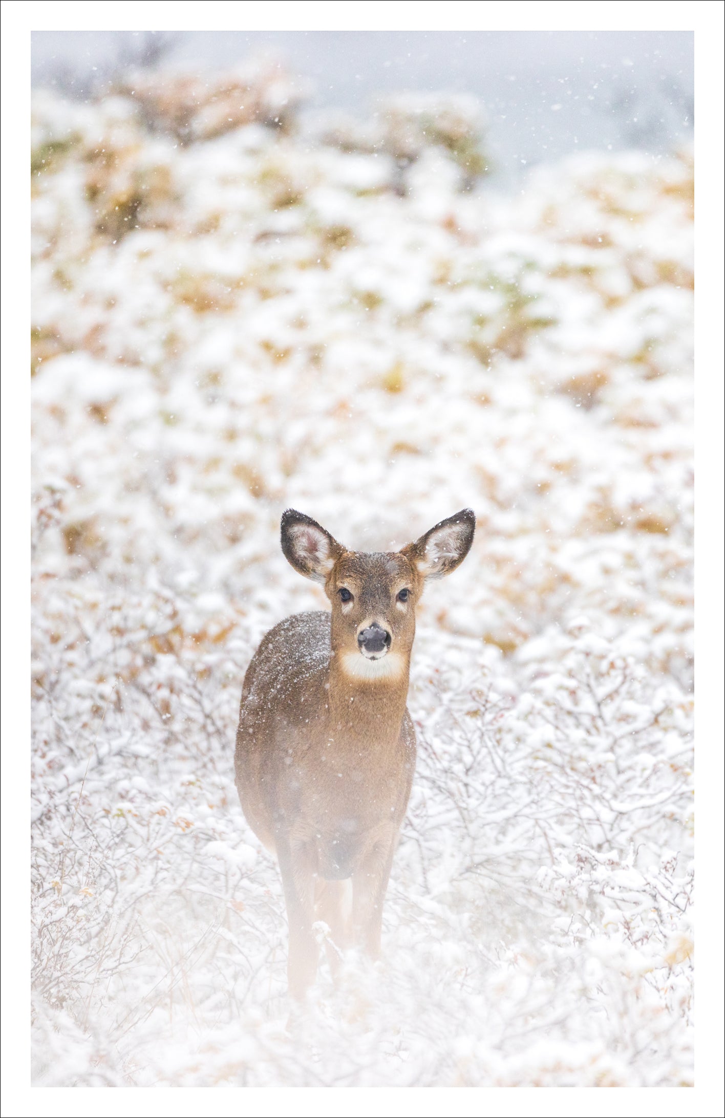 Cerf dans les rosiers enneigés - Carte de souhaits