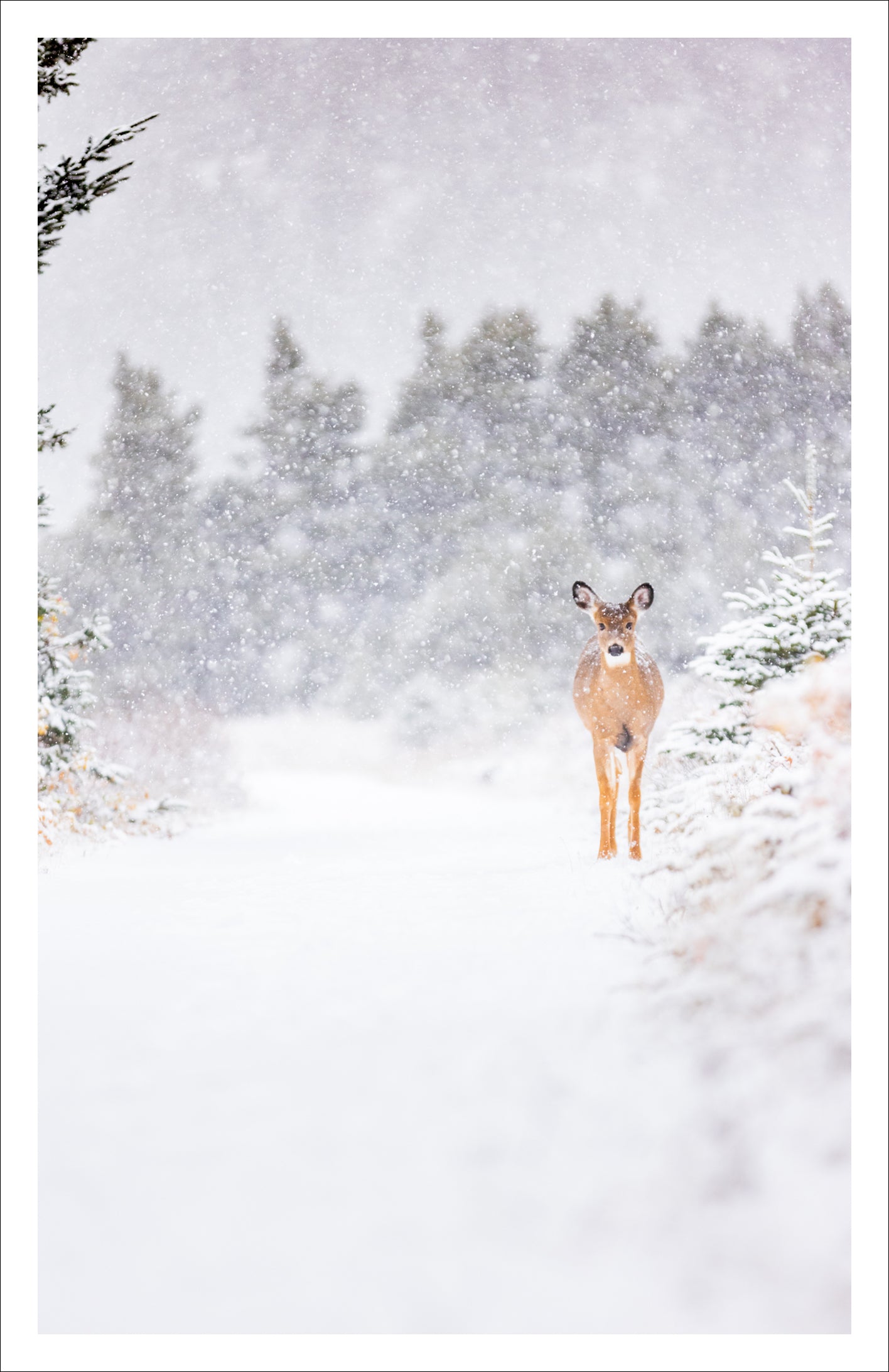 Dans le sentier - Carte de souhaits