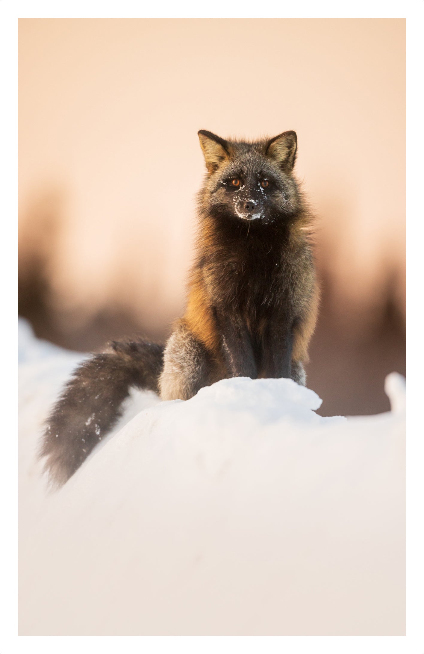 Crossed fox - Greeting card