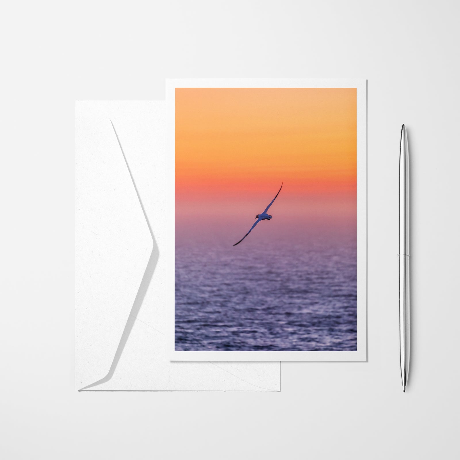Northern Gannet at sunset - Greeting Card