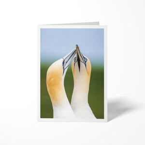 Northern Gannets - Greeting card
