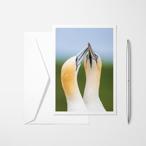 Northern Gannets - Greeting card