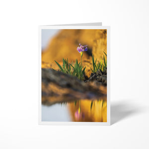 Iris - Greeting card