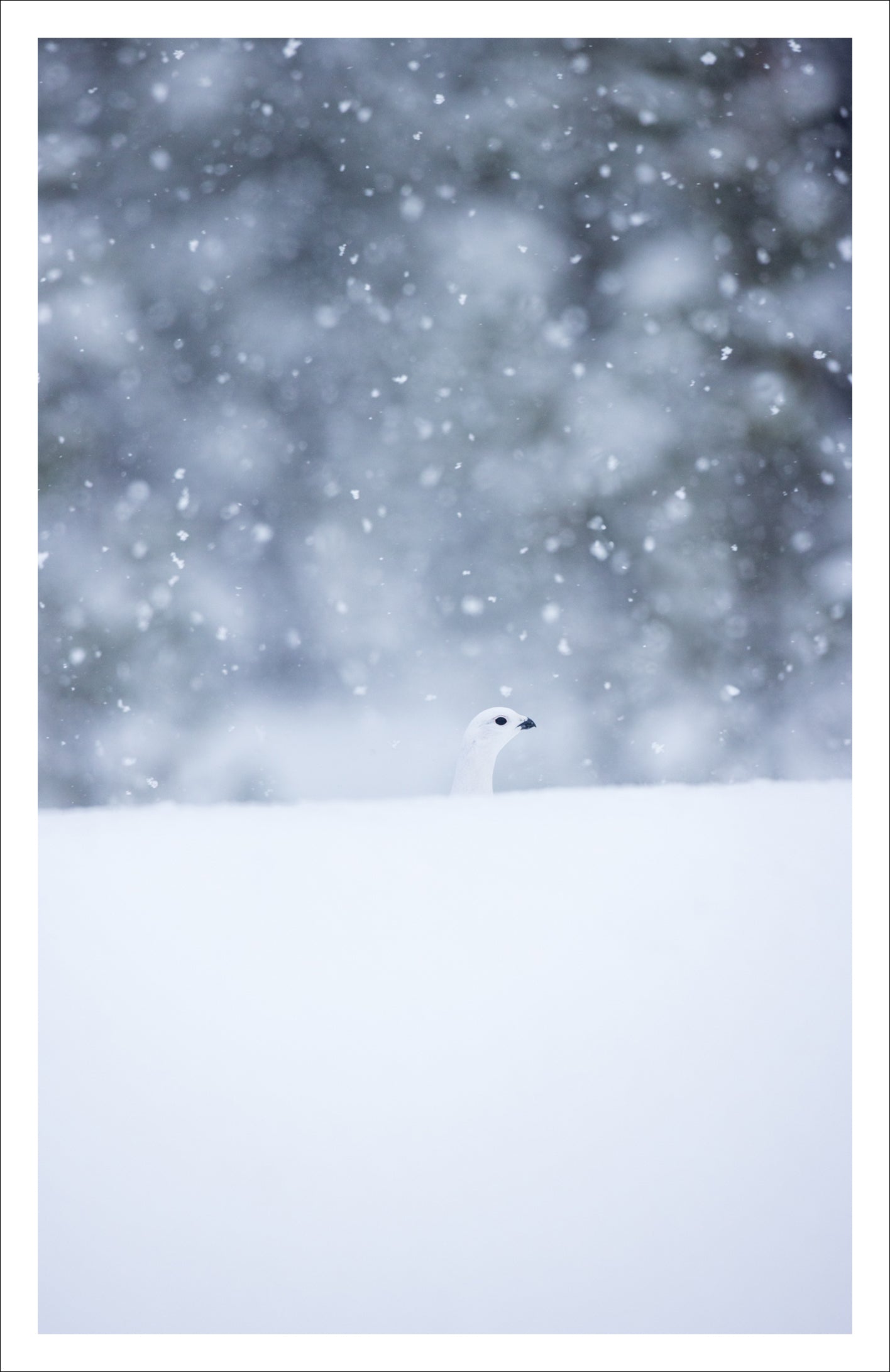 Willow Ptarmigan - Greeting card