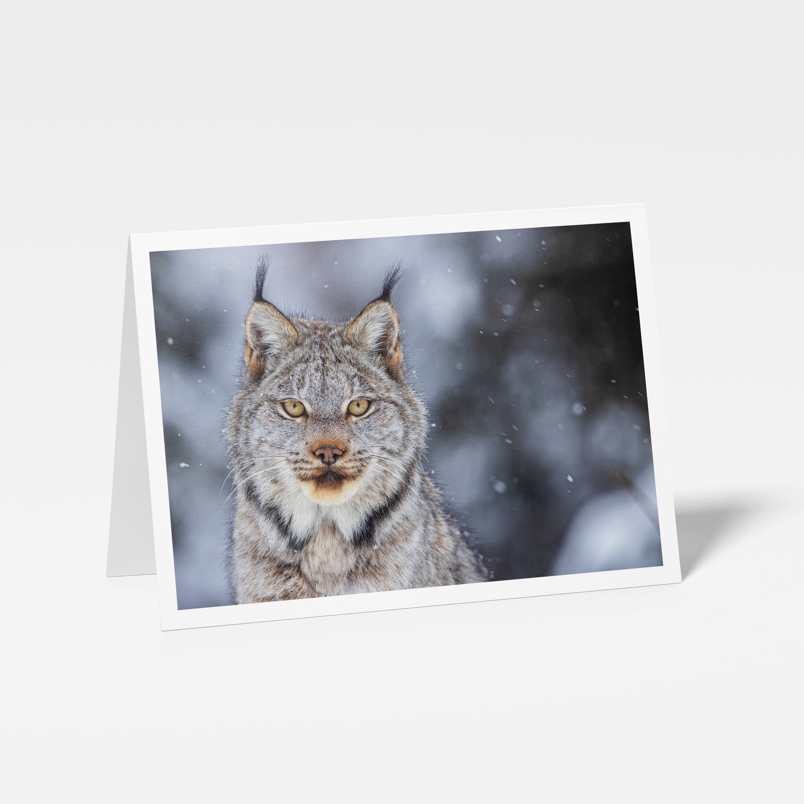 Lynx Gaze - Greeting Card