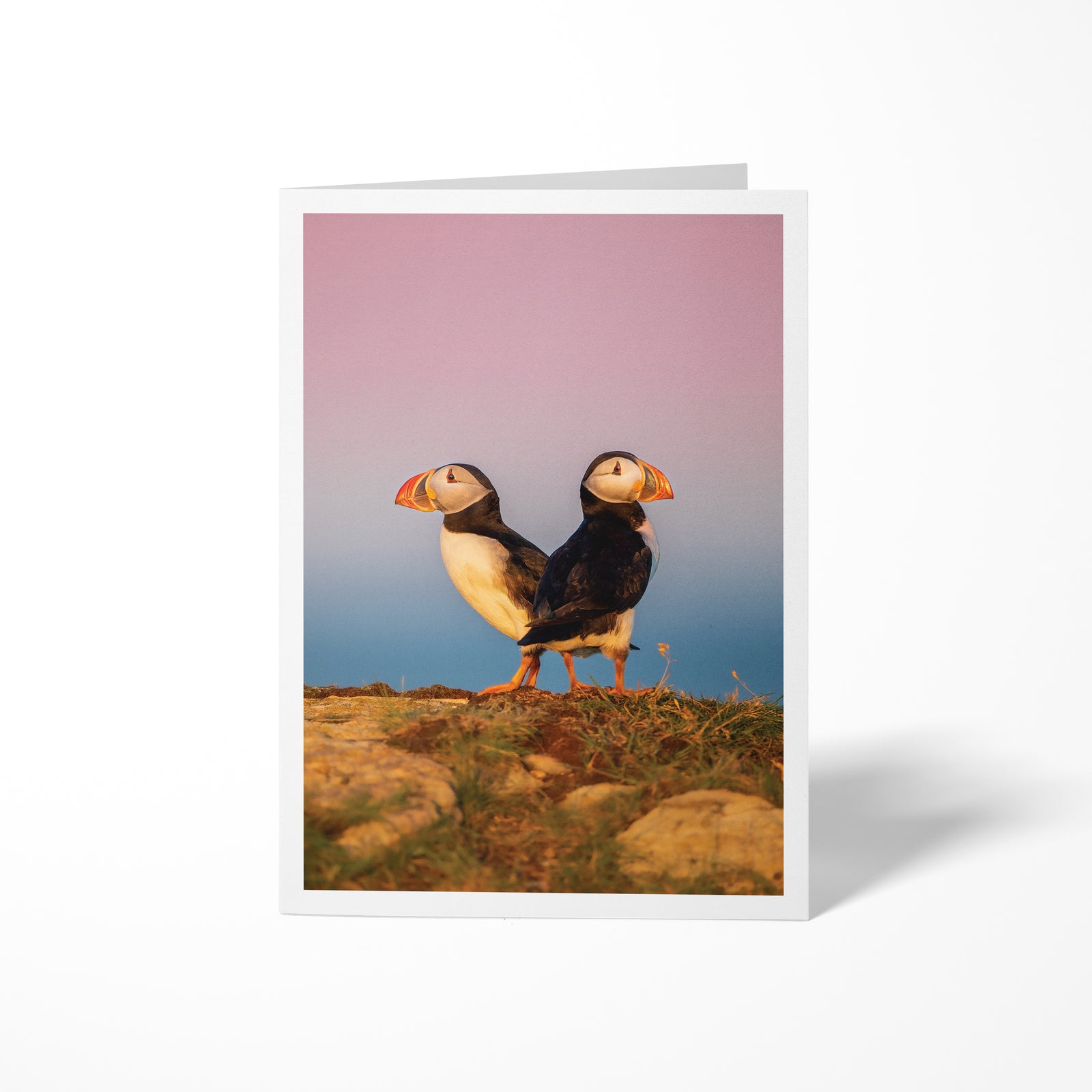 Puffin duo - Greeting Card