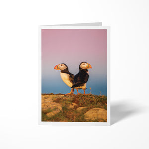 Duo de macareux - Carte de souhaits