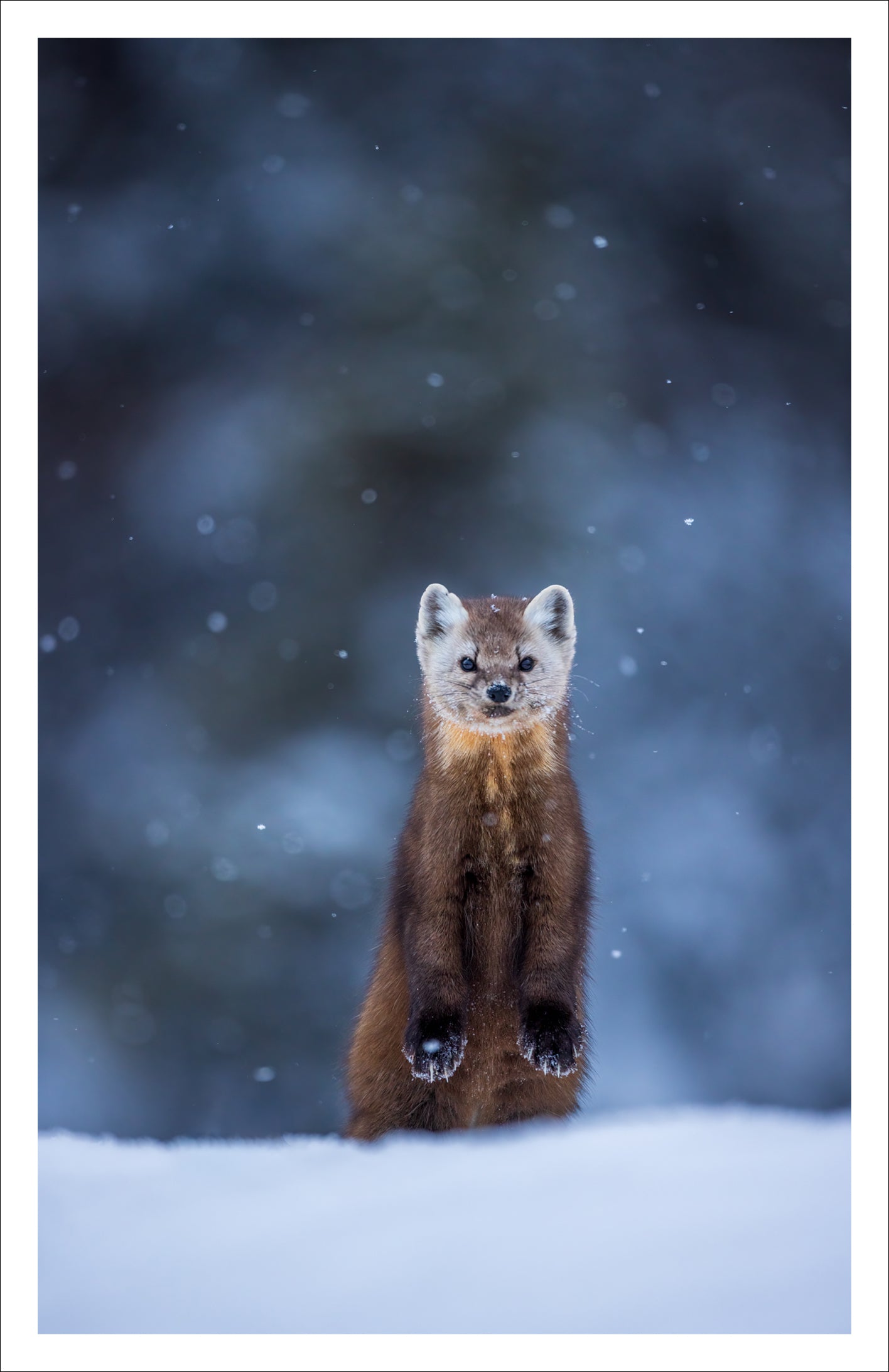 Pine marten under the snow - Greeting card