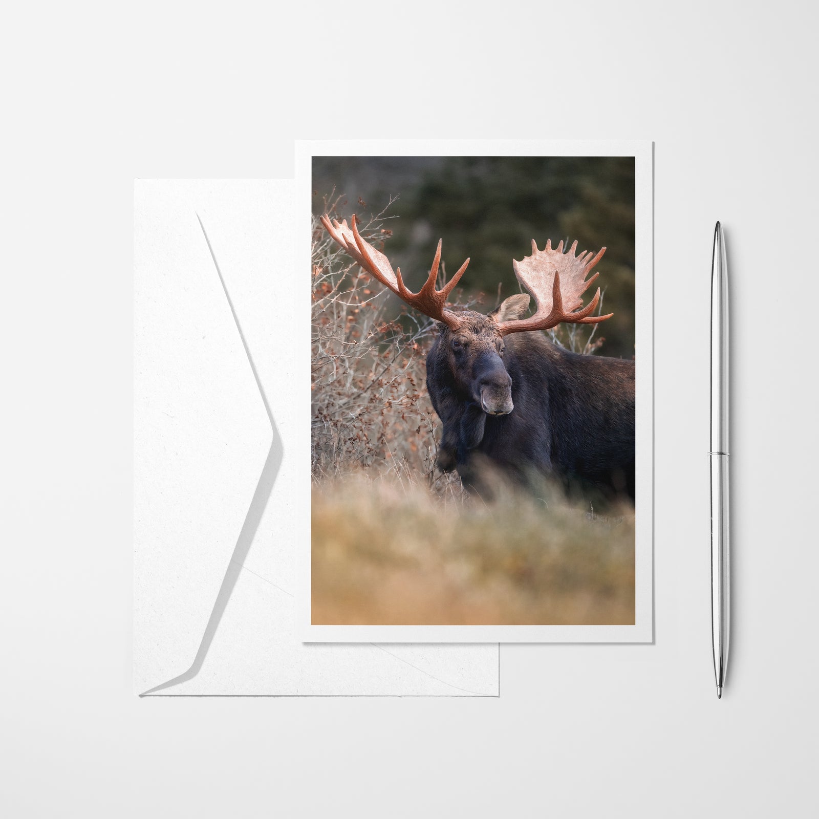 Moose - Greeting Card