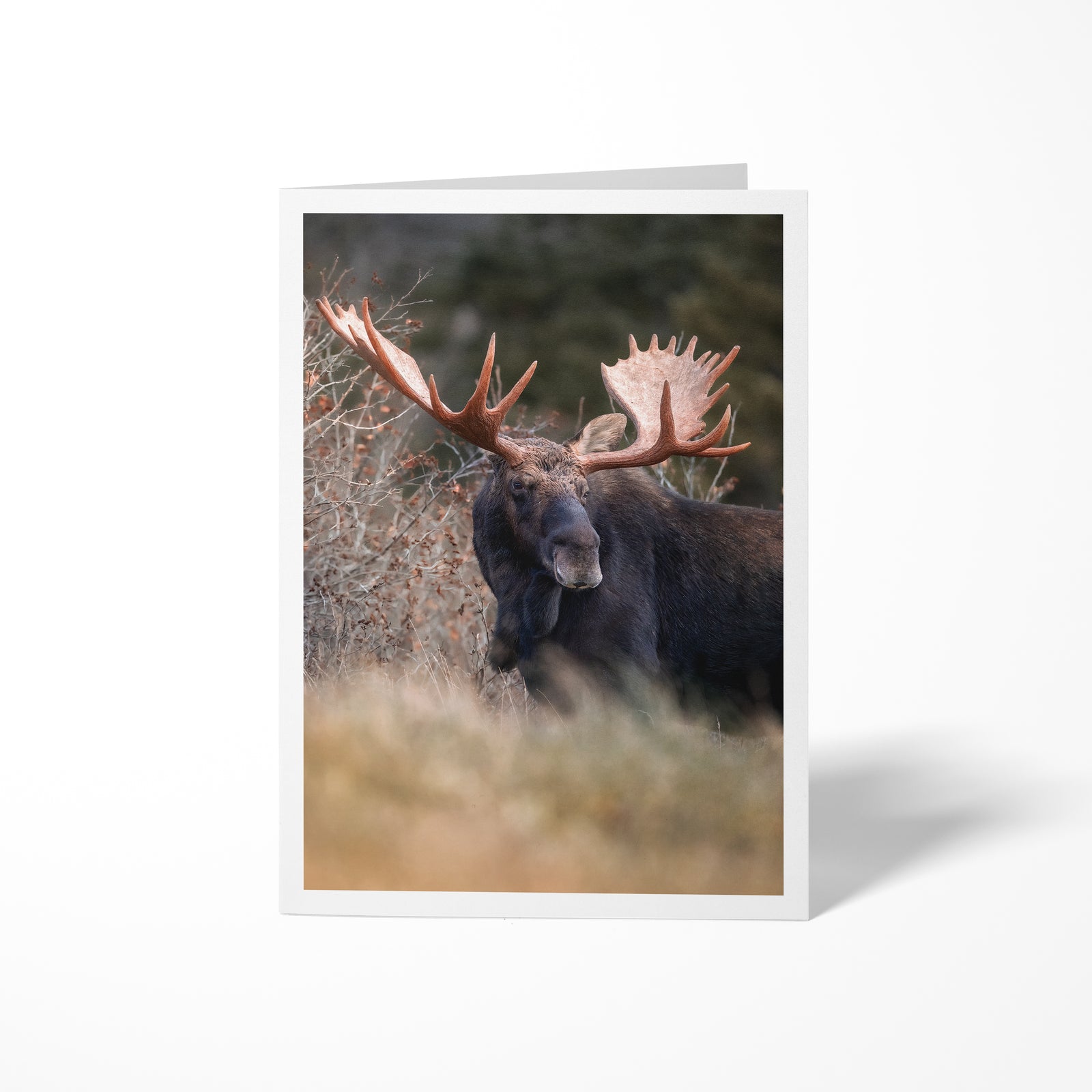 Moose - Greeting Card