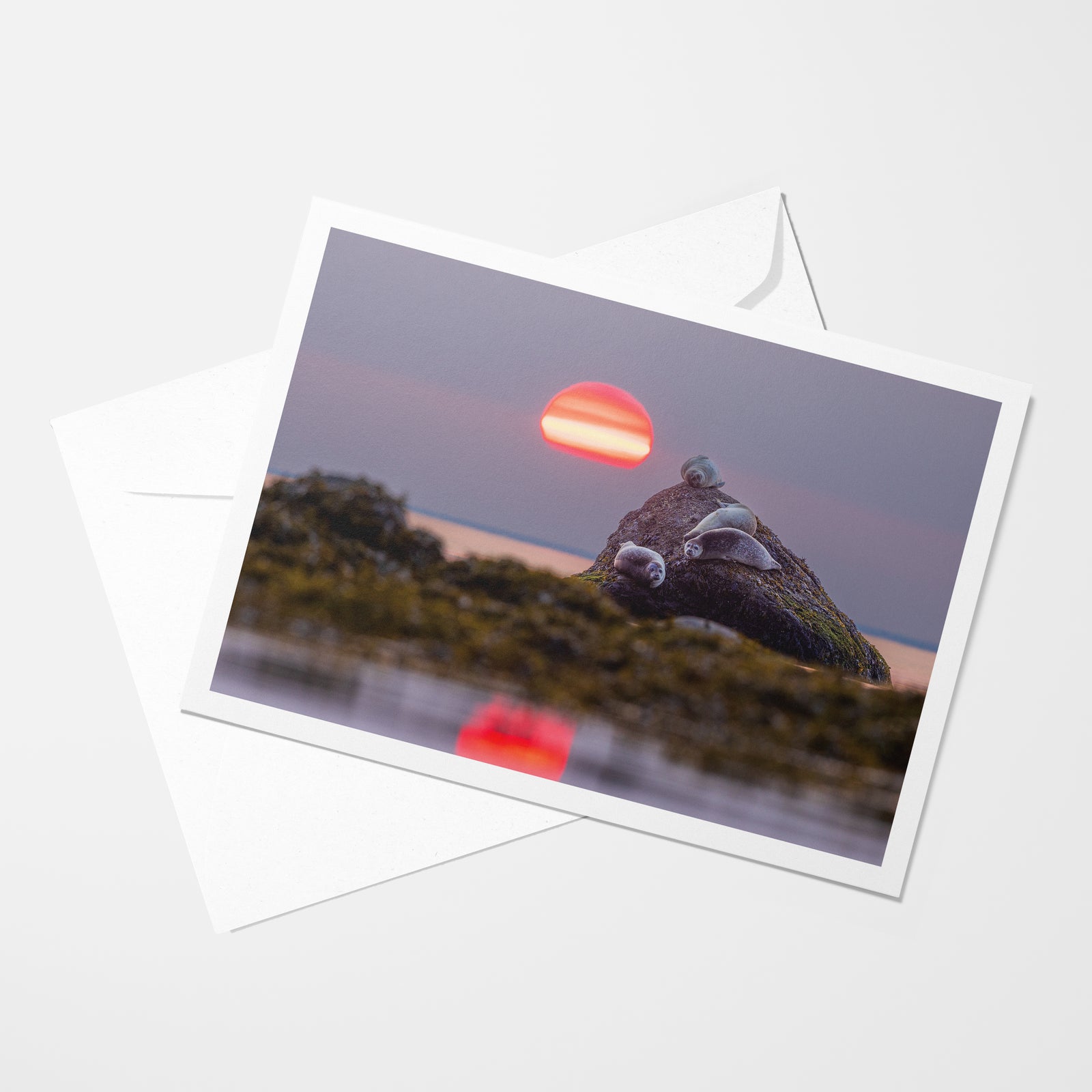 Seals and ball of fire - Greeting Card