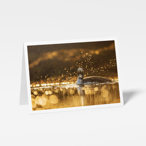 Plongeon catmarin - Carte de souhaits