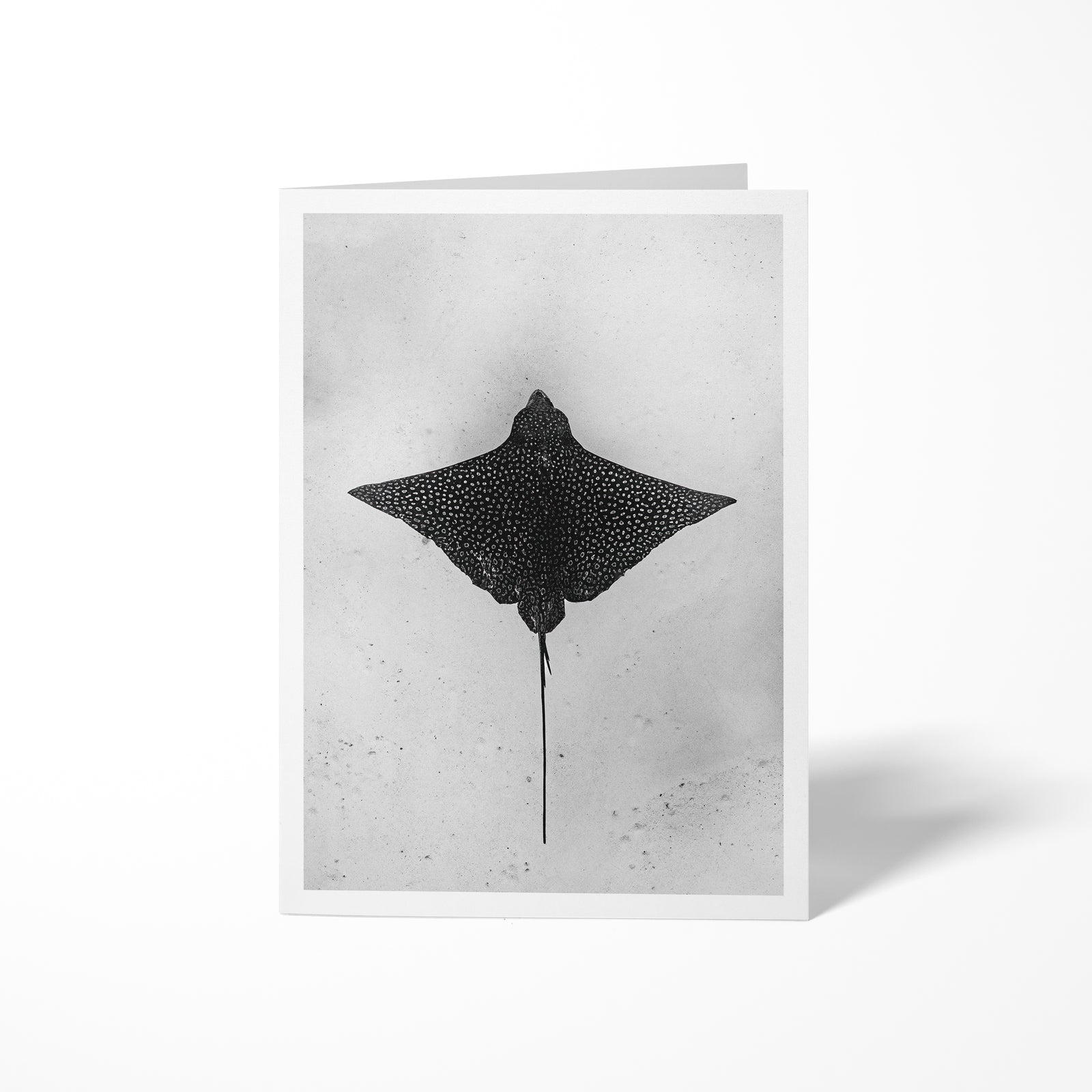 Spotted eagle ray - greeting card