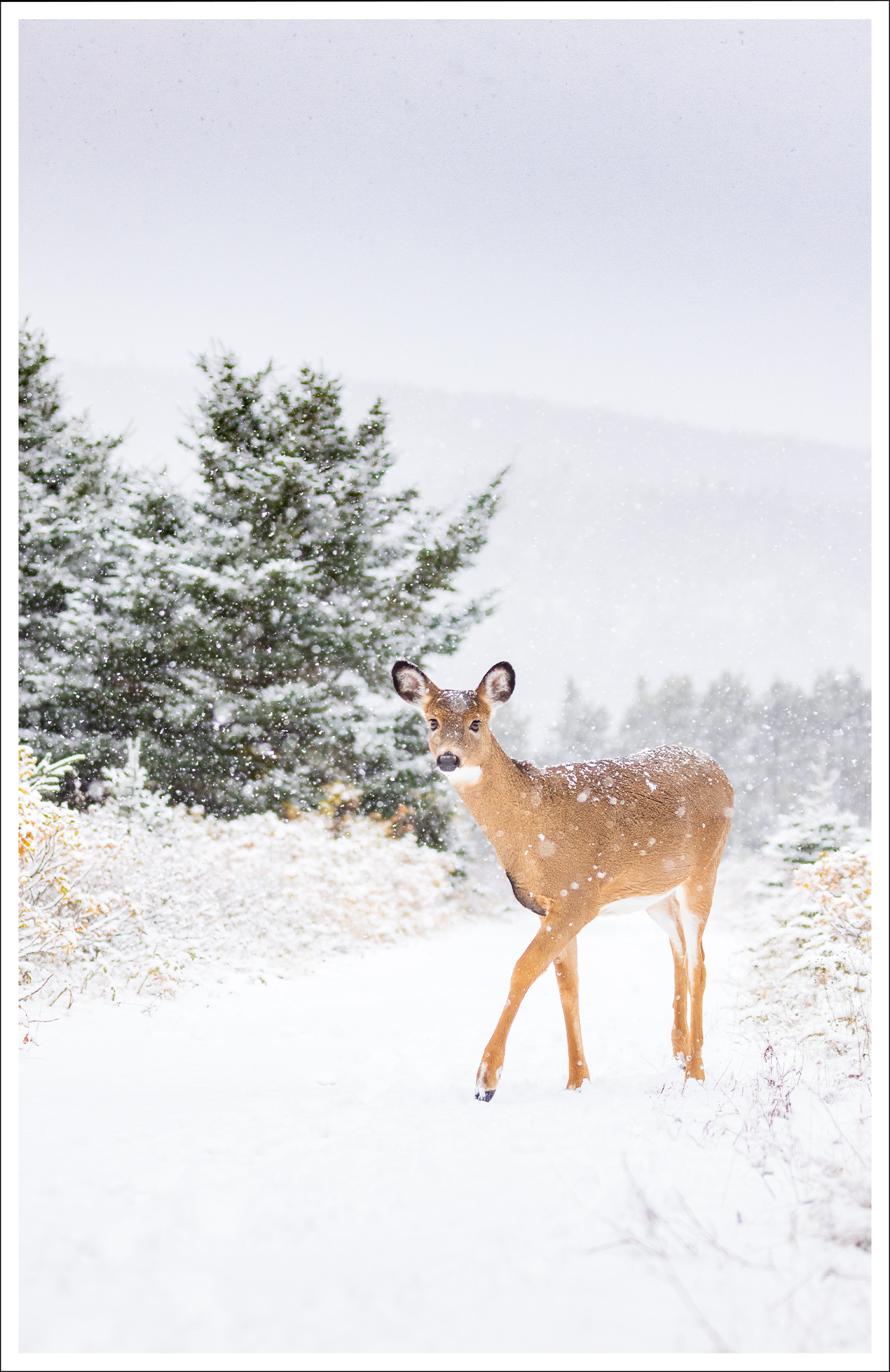 Under the snowflakes - Greeting Card