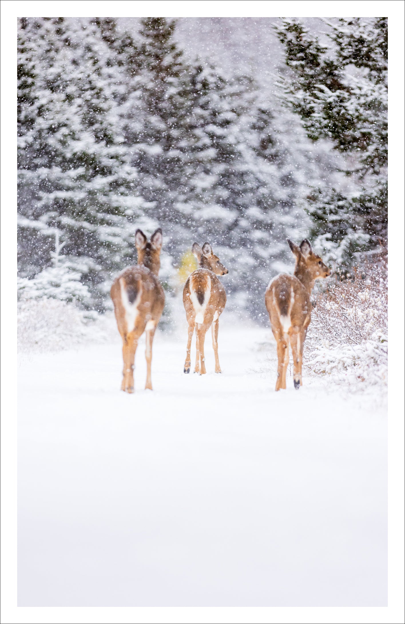 White-tailed deer trio - Greeting card