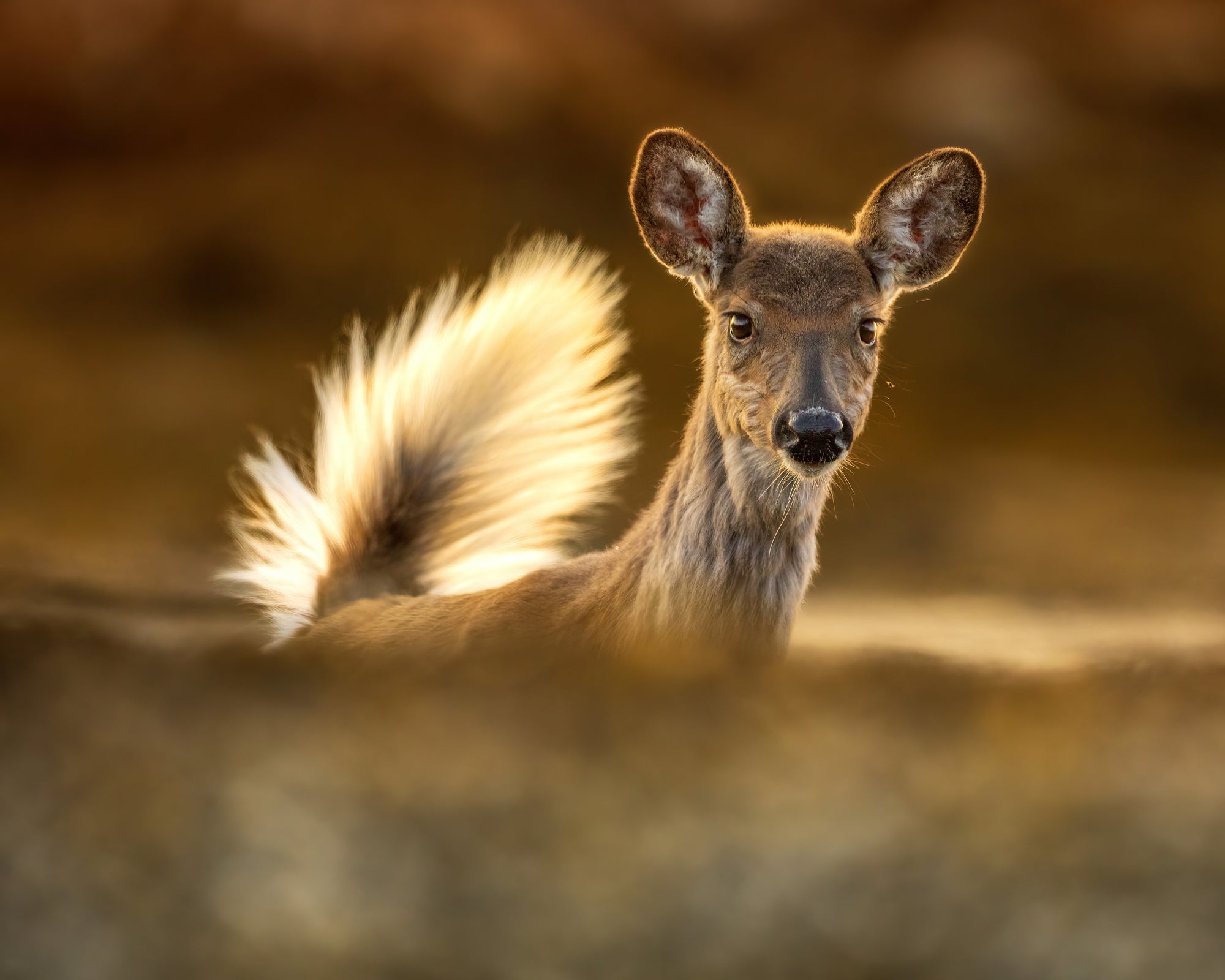 Attentive deer