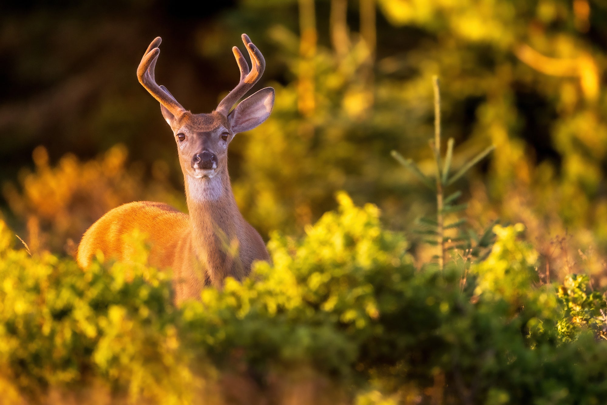 Deer in the light
