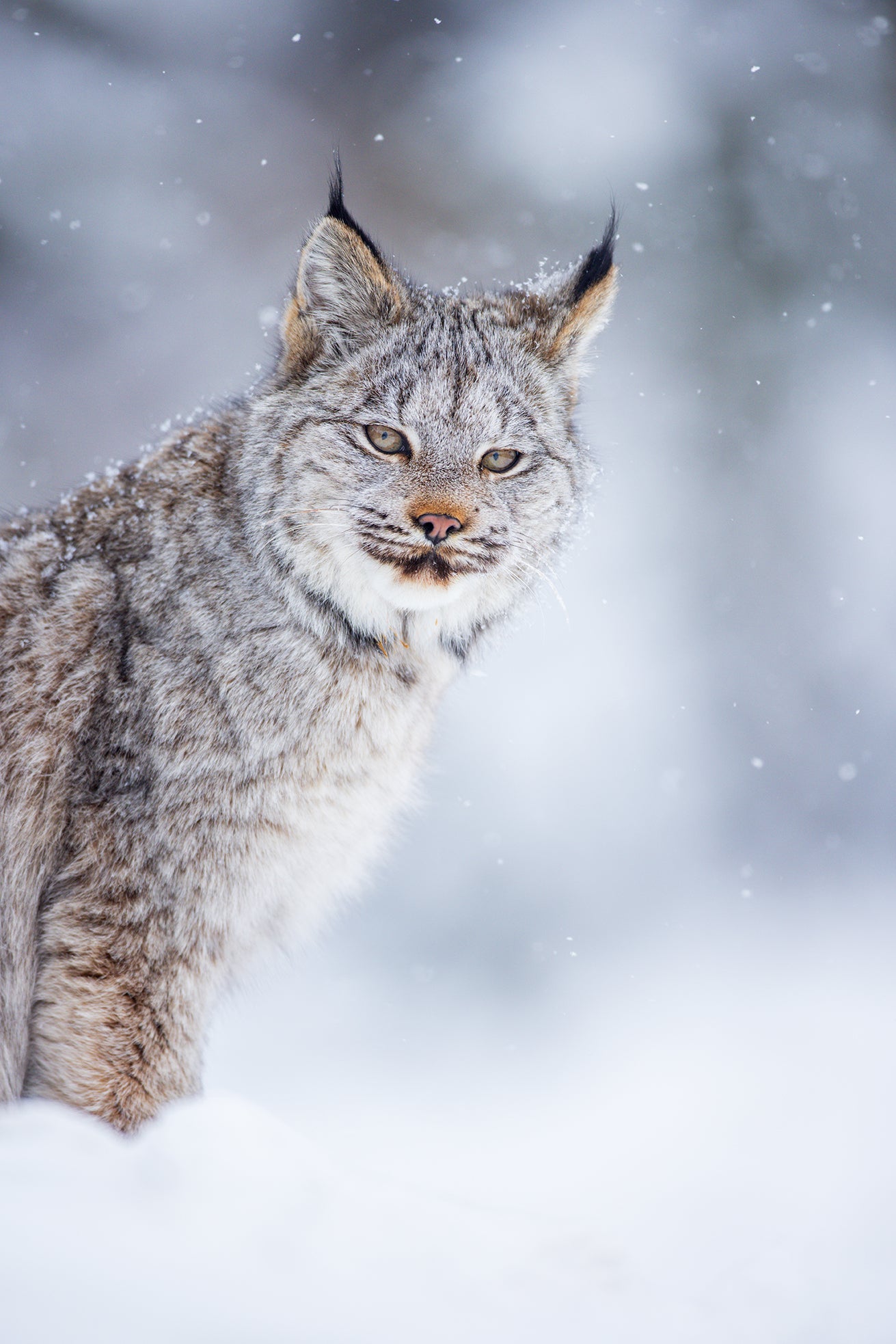 Cutie under the snow