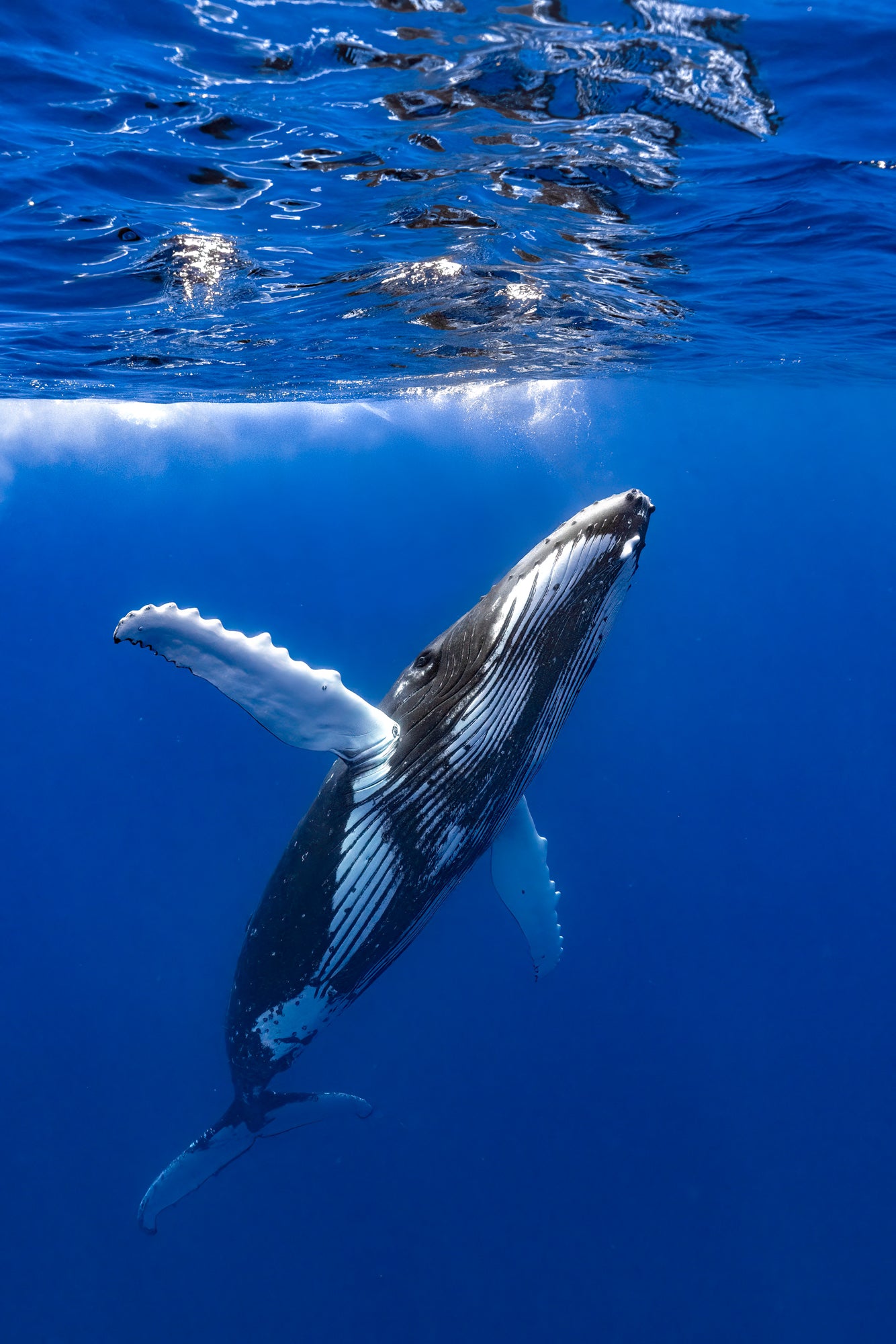 Coucou la baleine