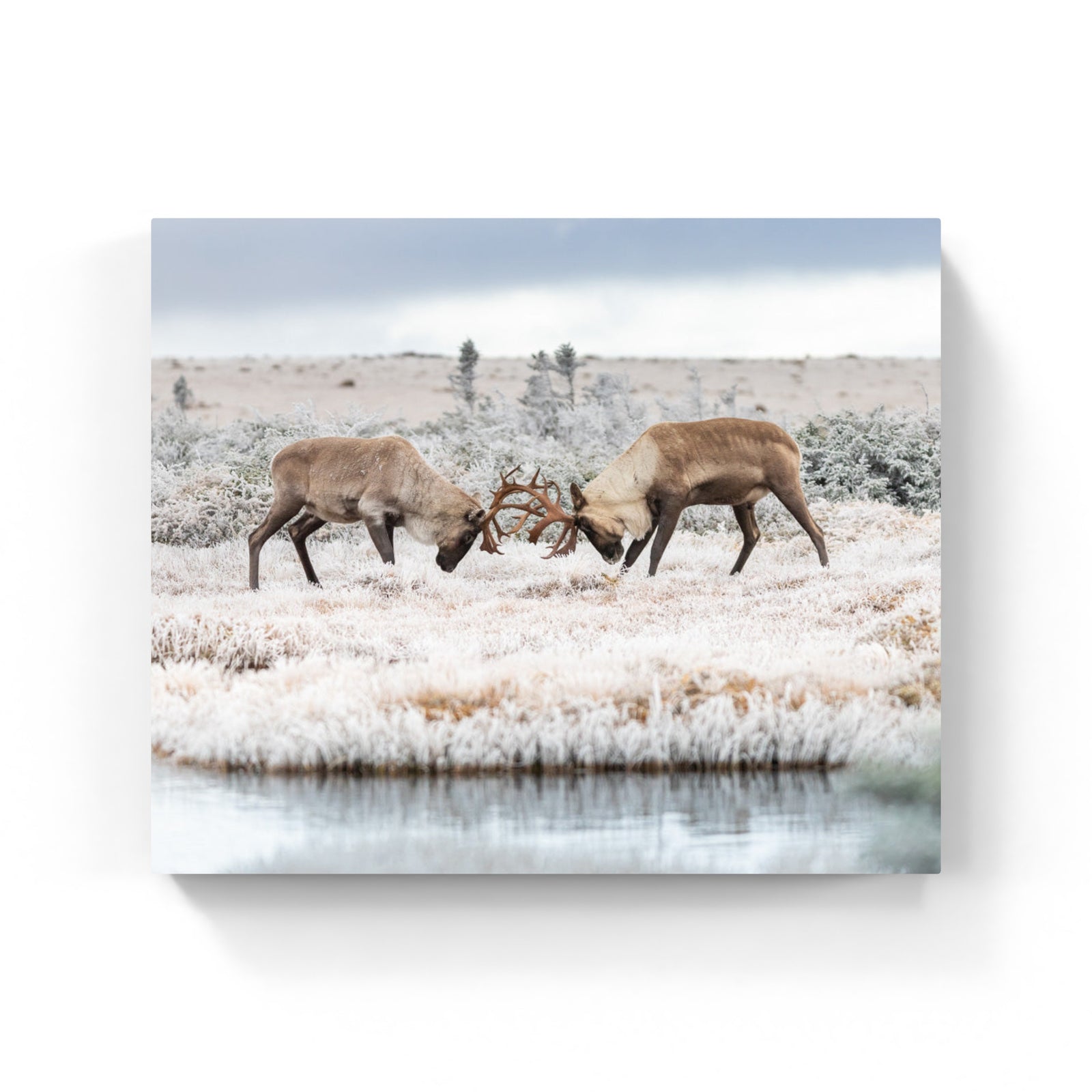 Altercation - Canvas