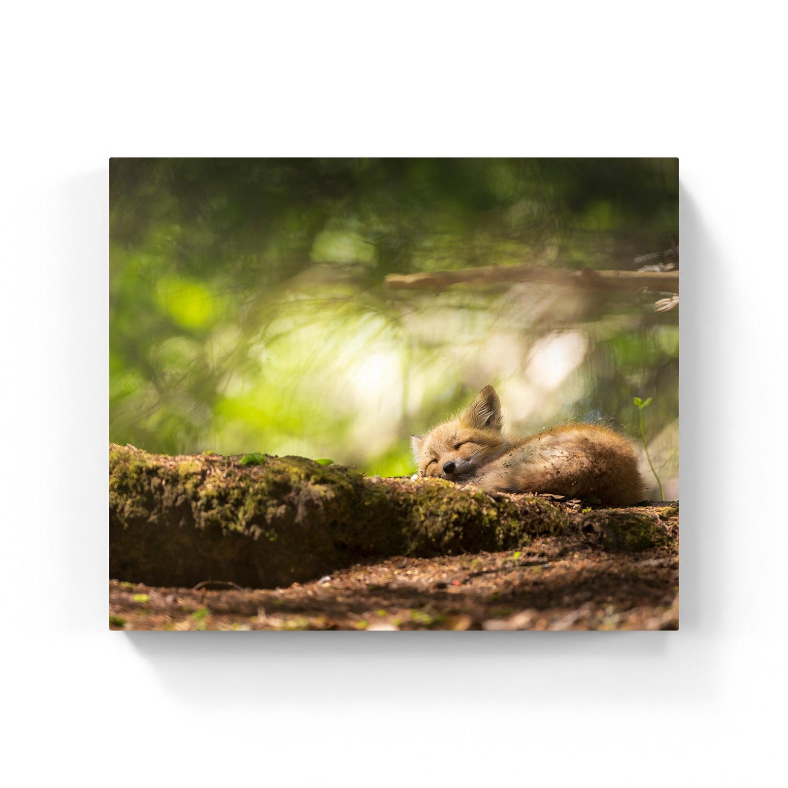 Forêt magique - Toile