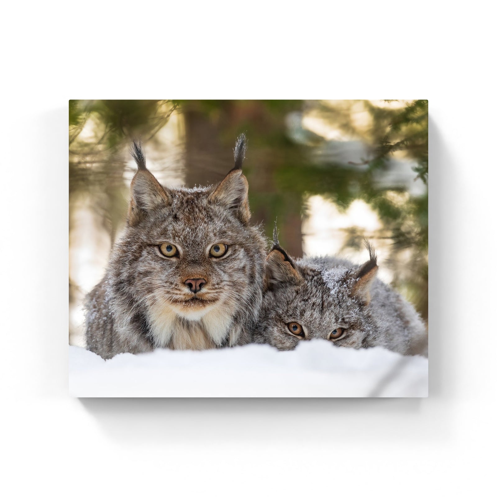 Regard boréal - Canvas