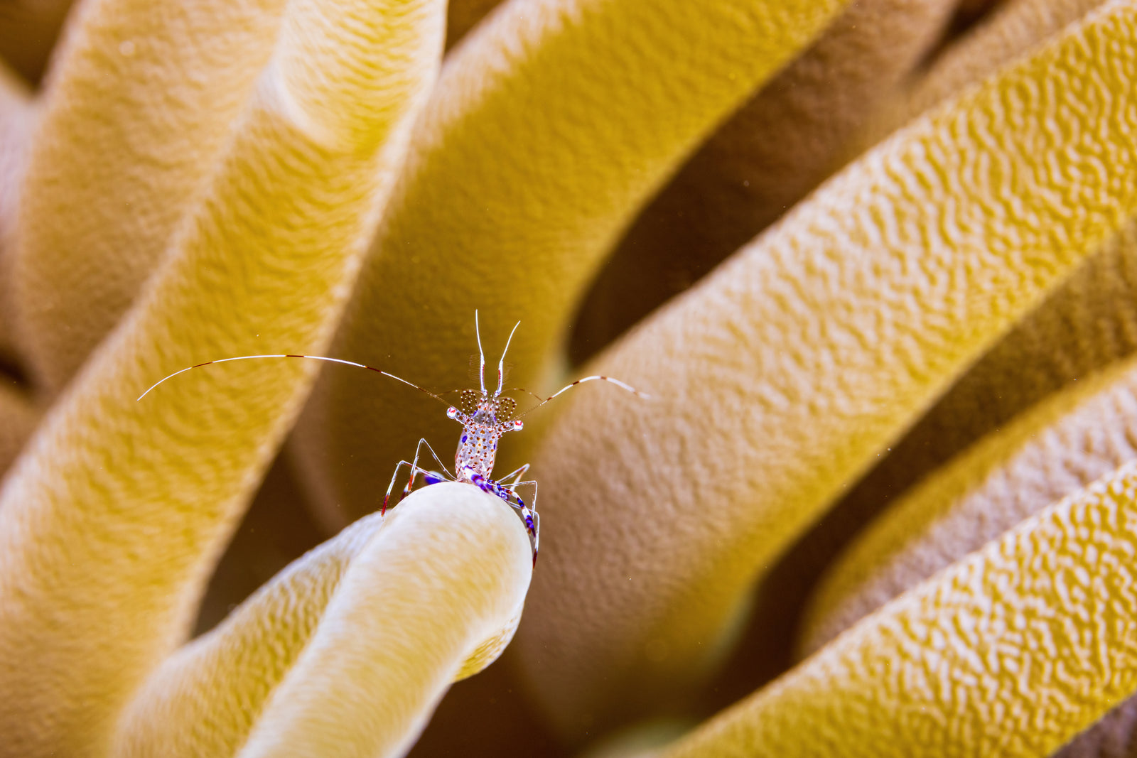 Shrimp on anemone