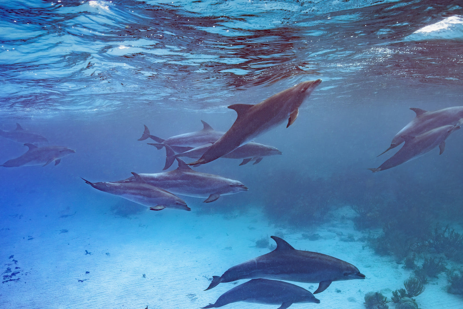 Dolphins at the surface