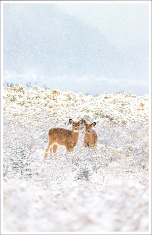 Ensemble de cartes de souhaits (5) - Cerfs sous la neige