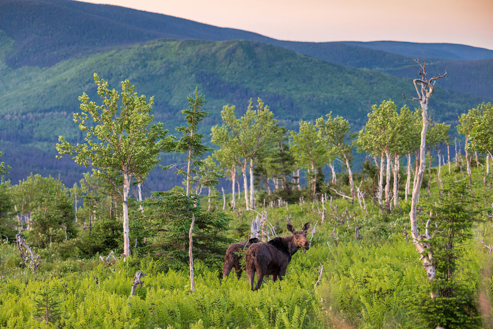 Duo d'orignaux à l'aube