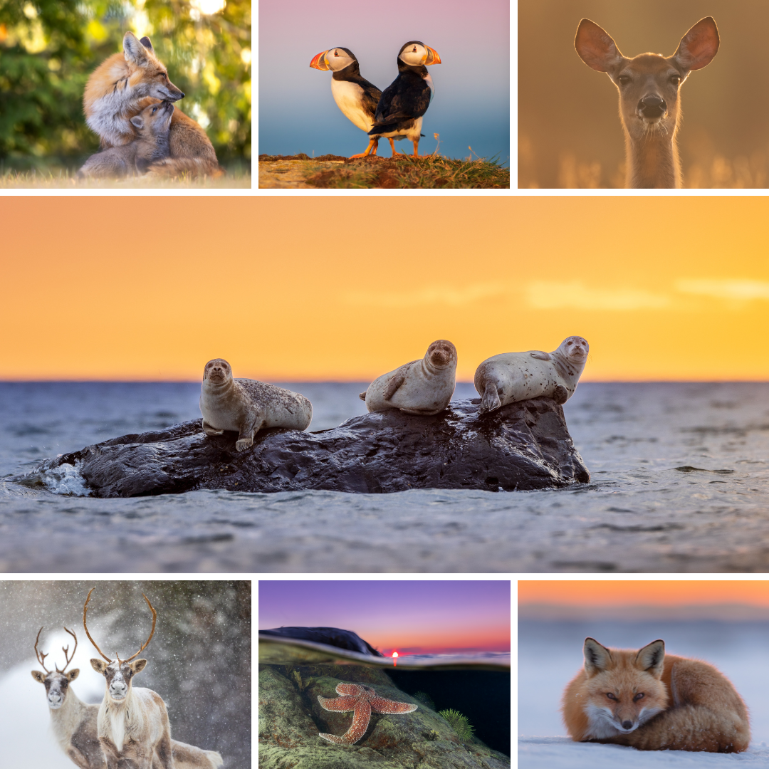 Set of  postcards (7) - Fauna