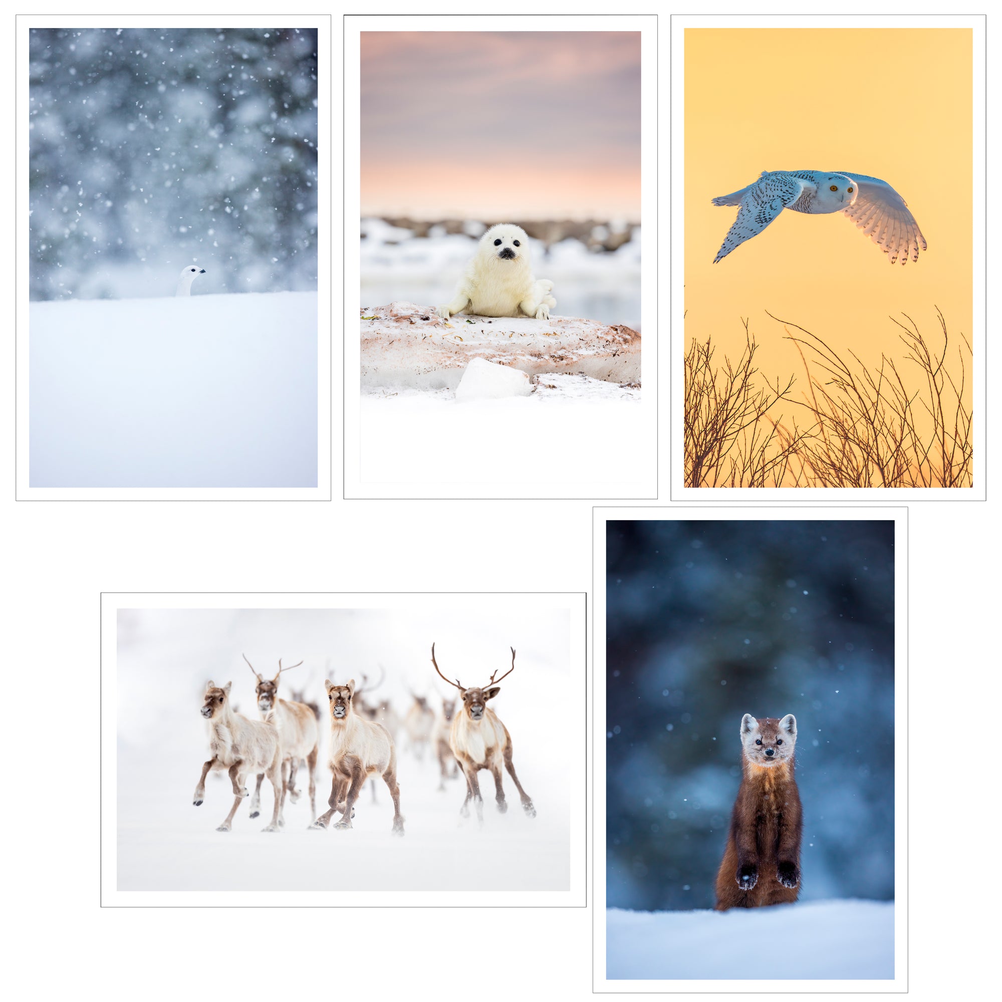 Ensemble de cartes de souhaits (5) - Hiver
