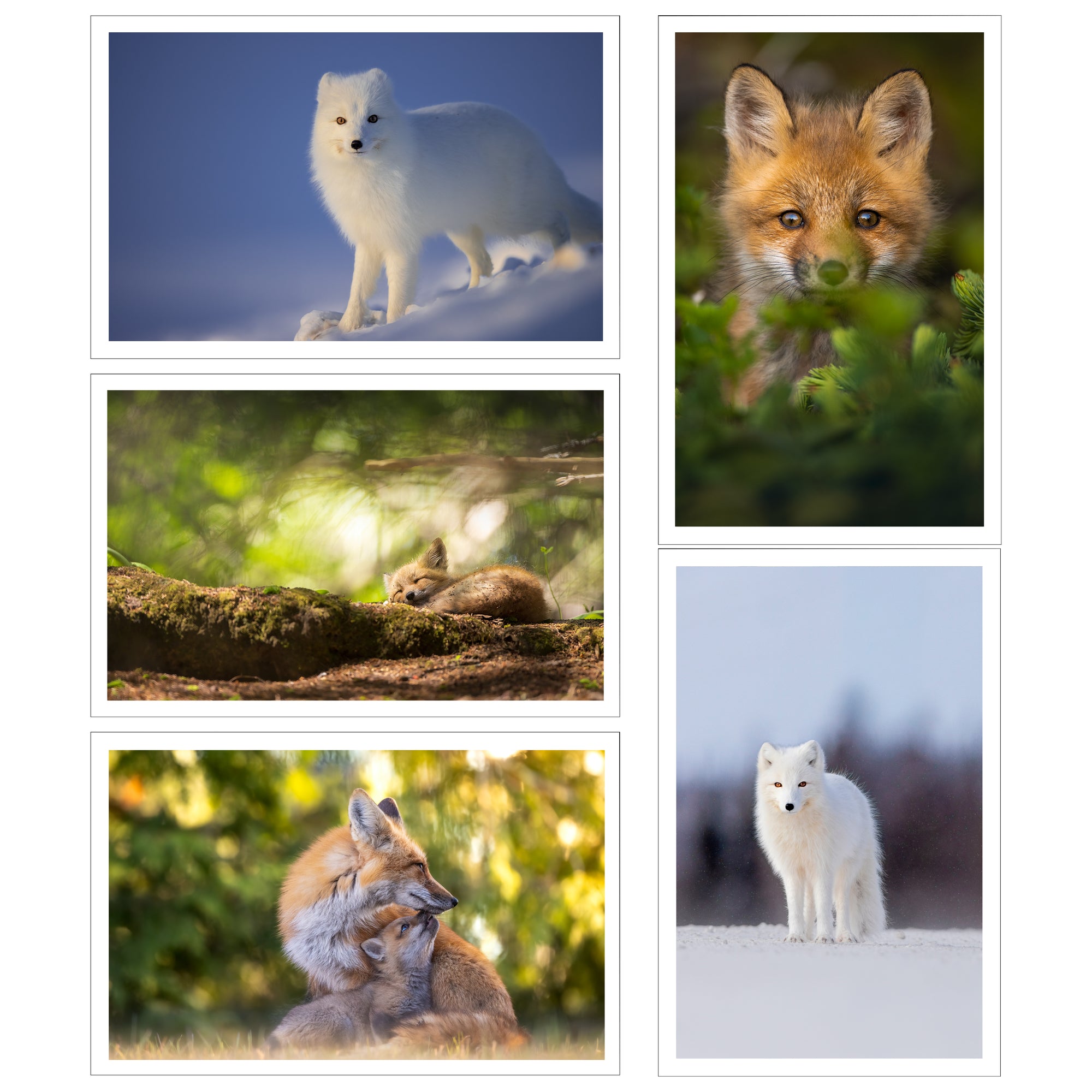 Set of greeting cards (5) - Foxes