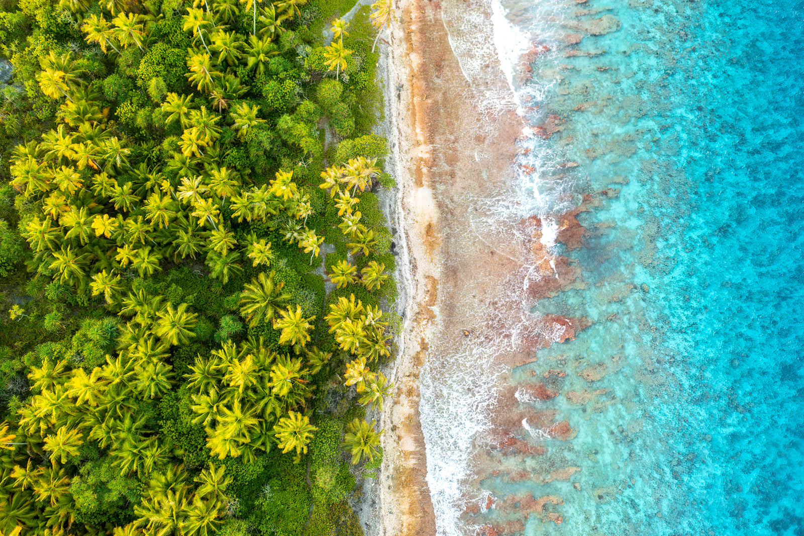 Entre mer et palmiers