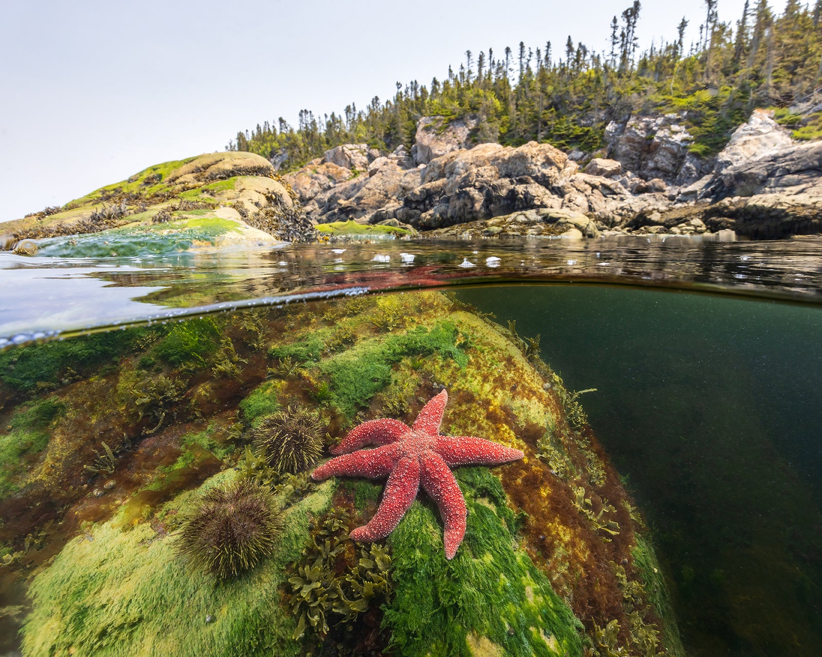 Étoile X îlet Canuel