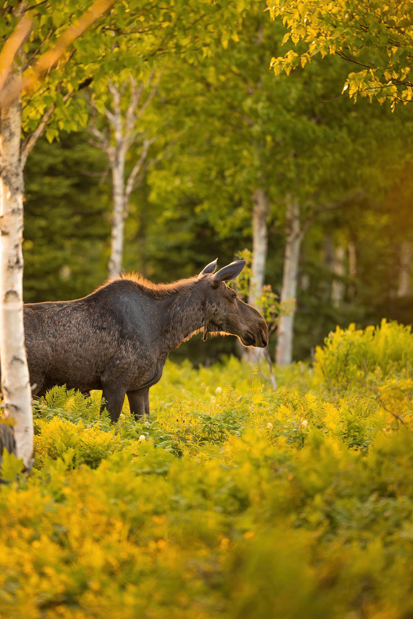 Fougères ensolleillées