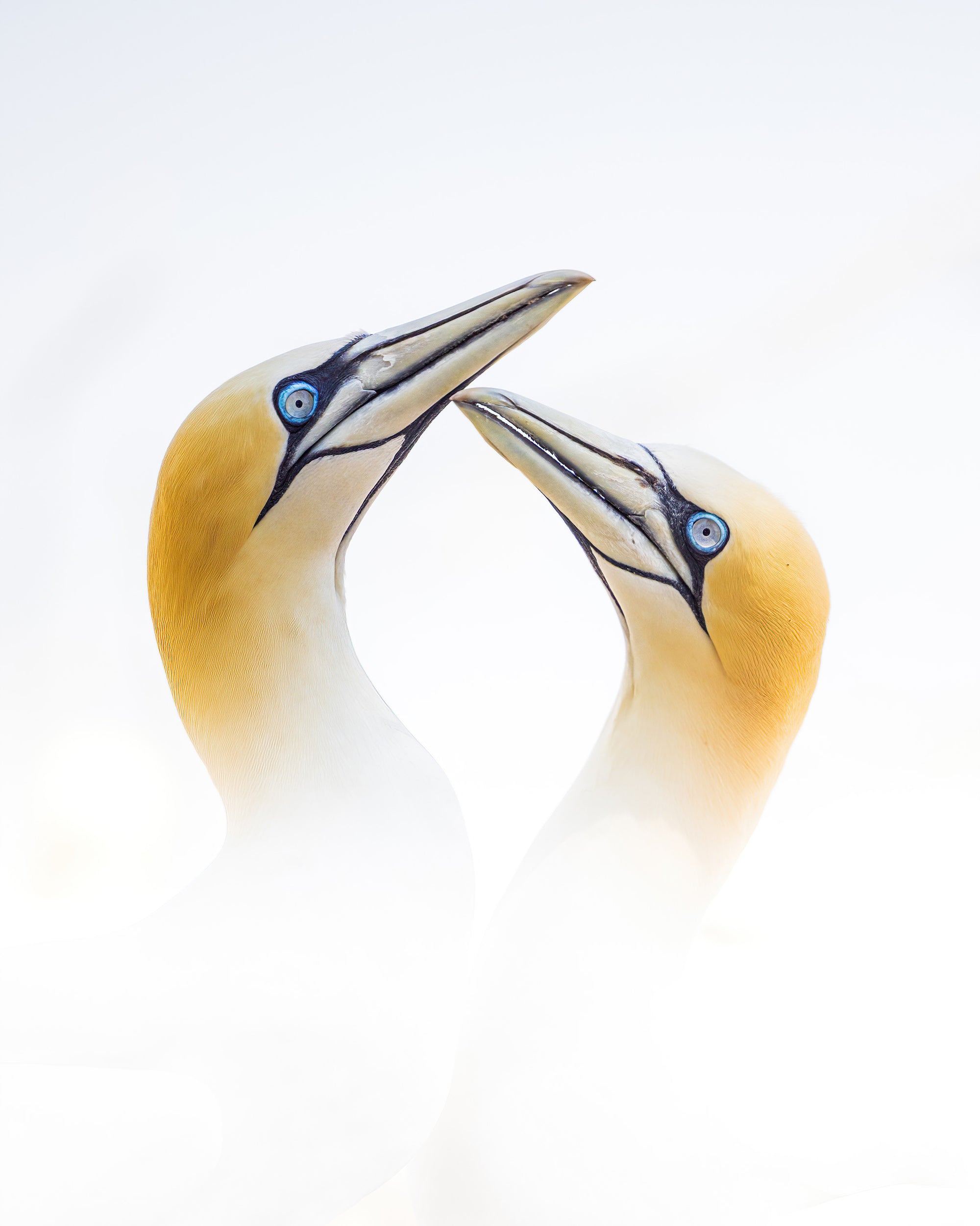 Gannets on a cloud